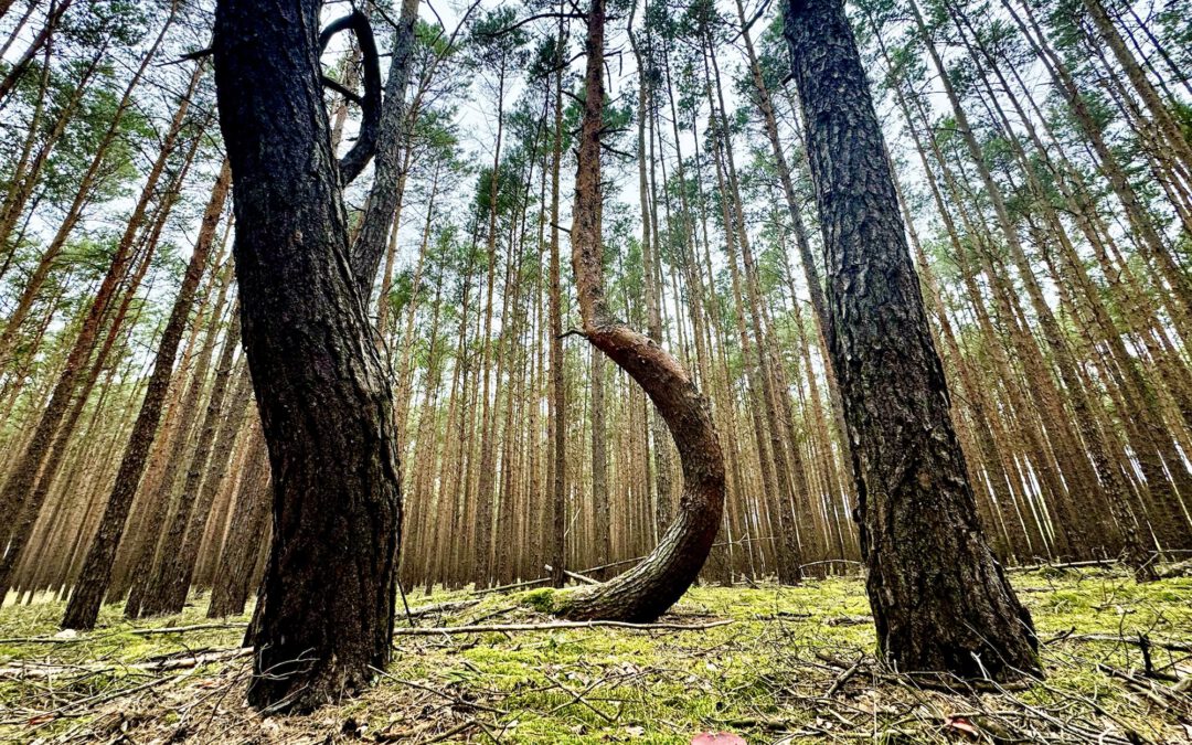 Tag 4: Regenbogen, Wälder und ein Baum, der zeigt was Leben ist